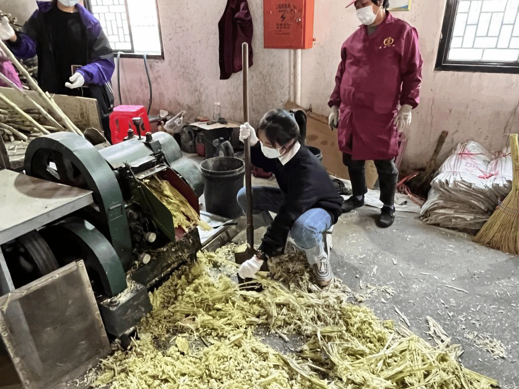 公益助農(nóng)新體驗，鄉(xiāng)村振興正當時 惲代英菁英學(xué)校赴新洲紅糖小鎮(zhèn)開展勞動實踐教育